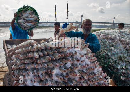 Arbeiter tragen eine große Menge Hilsa-Fisch bei Fisheryghat in Chittagong, Bangladesch. Stockfoto