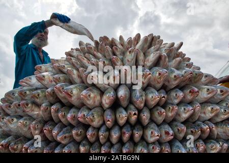 Arbeiter tragen eine große Menge Hilsa-Fisch bei Fisheryghat in Chittagong, Bangladesch. Stockfoto