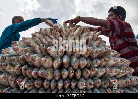 Arbeiter tragen eine große Menge Hilsa-Fisch bei Fisheryghat in Chittagong, Bangladesch. Stockfoto