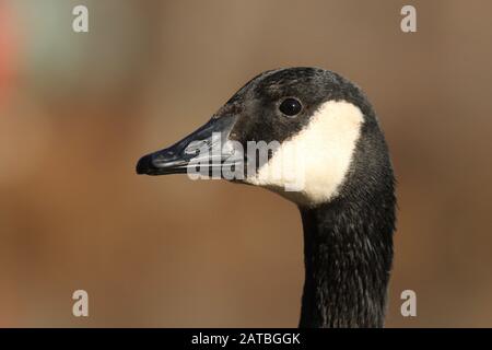 Nahaufnahme des Chefs einer Canada Goose Branta canadensis im Herbst Stockfoto