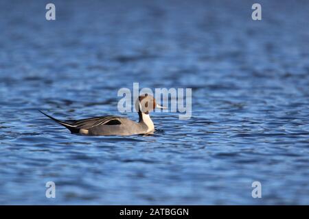 Ein drake Northern Pintail Anas acuta schwimmend auf einem blauen See im Winter Stockfoto