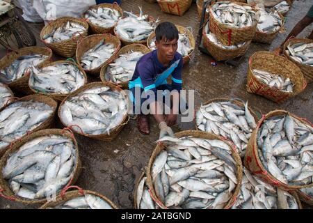 Arbeiter tragen eine große Menge Hilsa-Fisch bei Fisheryghat in Chittagong, Bangladesch. Stockfoto