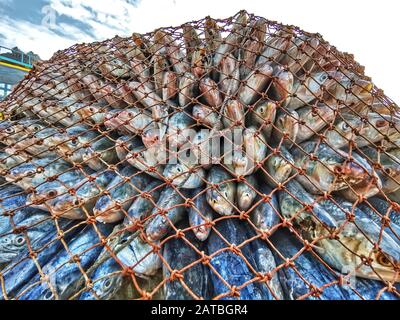 Arbeiter tragen eine große Menge Hilsa-Fisch bei Fisheryghat in Chittagong, Bangladesch. Stockfoto