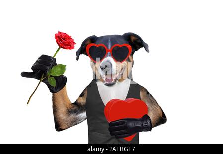 Valentinshund mit einem Geschenk und einer Rose, die Sonnenbrille trägt Stockfoto