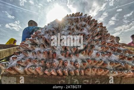 Arbeiter tragen eine große Menge Hilsa-Fisch bei Fisheryghat in Chittagong, Bangladesch. Stockfoto