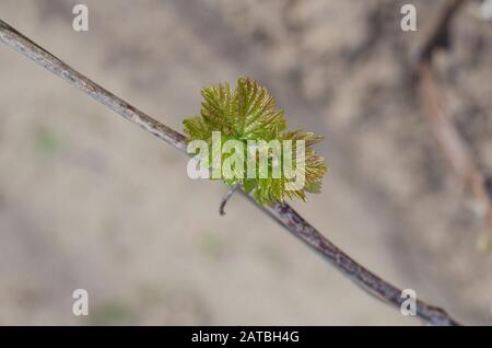 Bio-Weinbau im Norden Bulgariens im Sommer Stockfoto