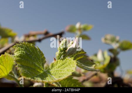 Bio-Weinbau im Norden Bulgariens im Sommer Stockfoto