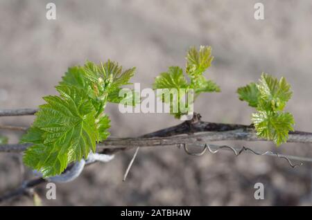 Bio-Weinbau im Norden Bulgariens im Sommer Stockfoto