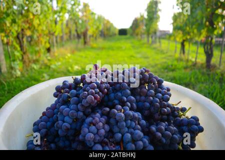 Ein eleganter weißer Teller voller runder, saftiger, roter und konlordroter Trauben während der Ernte. In den grünen, ruhigen Rebbeständen der Chianti-Toskana Stockfoto