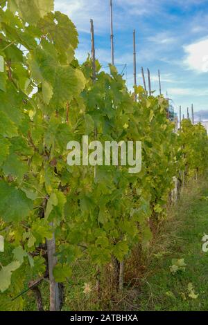 Blühende, schöne, grüne Reben, die an einem sonnigen Herbsttag eingemeißelt und bereit zur Ernte sind. Ein typischer Weinberg in der Region Chianti in der Toskana Stockfoto