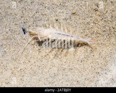 Gemeine Garnele, Crangon crangon, auf Sand im Flachwasser bei Ebbe von Waddensea, Niederlande Stockfoto