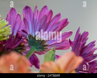 Nahaufnahme der violetten Mums von unten Stockfoto