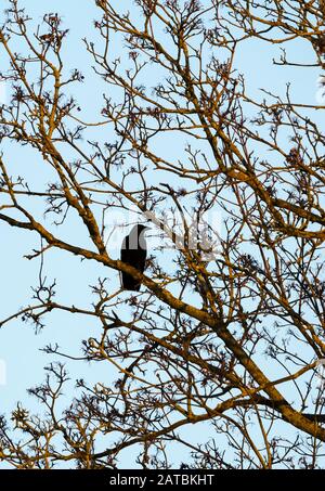 Krähe im Baum am späten Nachmittag Stockfoto