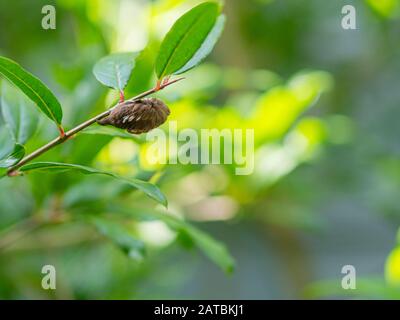 Venomous Puss Moth Caterpillar am Granatapfel-Baum im Garten von New Orleans Stockfoto