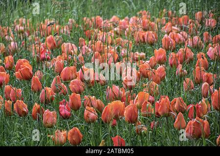 Viele Tulpen wachsen zwischen Gras, fotografiert an einem regnerischen Tag Stockfoto