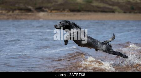 Schwarzer Hund springt Wellen Stockfoto