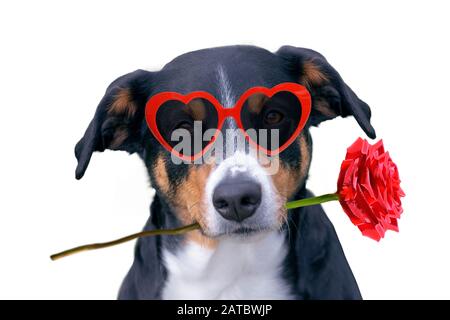 Valentines Hund verliebt sich in Rose im Mund Stockfoto