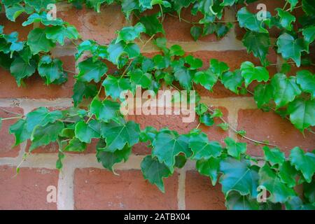 Eine grüne Nahaufnahme des heimischen Efeus. Die florierende Hedera-Helix wächst reichlich an einer Ziegelwand eines Hauses. Schöner natürlicher und botanischer Hintergrund. Stockfoto