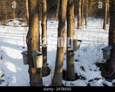 Ahorn sap, das in Galvanisieren von Stahleimer von Zuckerahornbäumen im Frühjahr in Südvermont gesammelt wird Stockfoto