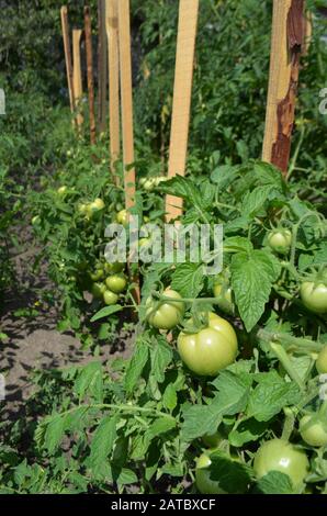 Kommerzielle Tomatenproduktion. Grüne unreife Tomaten auf dem Bauernhof Stockfoto