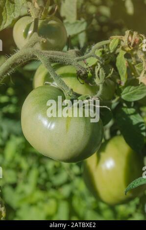 Kommerzielle Tomatenproduktion. Grüne unreife Tomaten auf dem Bauernhof Stockfoto