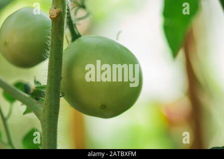 Kommerzielle Tomatenproduktion. Grüne unreife Tomaten auf dem Bauernhof Stockfoto