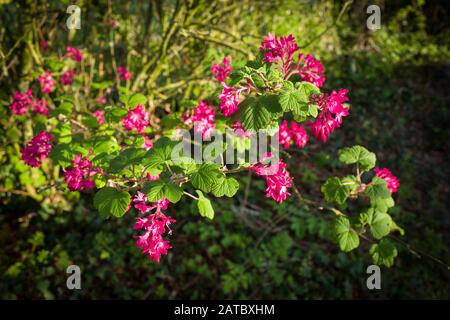 Hübsche scharlachrote Blumen von Ribes Pulborough Scarlet, die im April in einem englischen Garten blühen Stockfoto