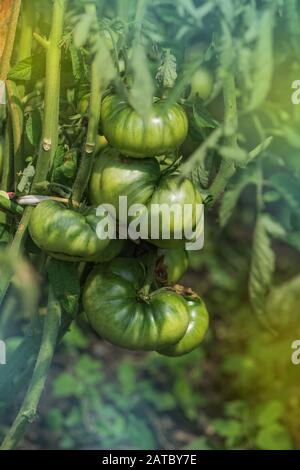 Kommerzielle Tomatenproduktion. Grüne unreife Tomaten auf dem Bauernhof Stockfoto