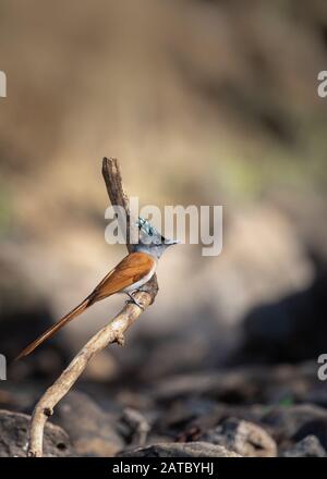 Asian Paradise Fly Catcher Weiblich auf Perch sitzend Stockfoto