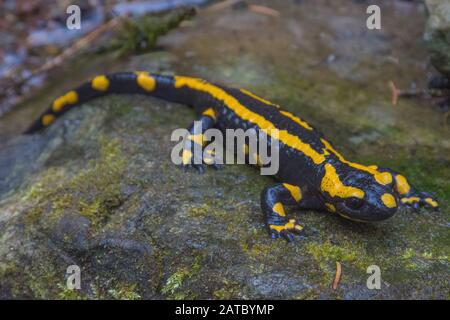 Feuersalamander (Salamandra salamandra) Fire Salamander • Baden-Württemberg; Deutschland Stockfoto