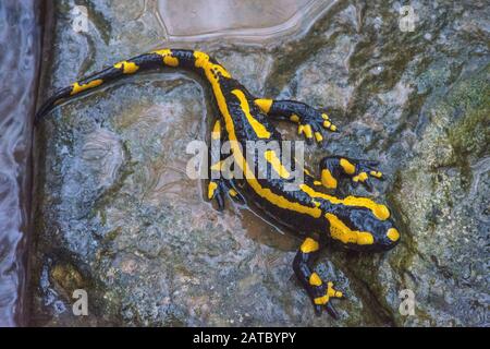 Feuersalamander (Salamandra salamandra) Fire Salamander • Baden-Württemberg; Deutschland Stockfoto