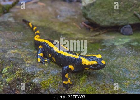 Feuersalamander (Salamandra salamandra) Fire Salamander • Baden-Württemberg; Deutschland Stockfoto