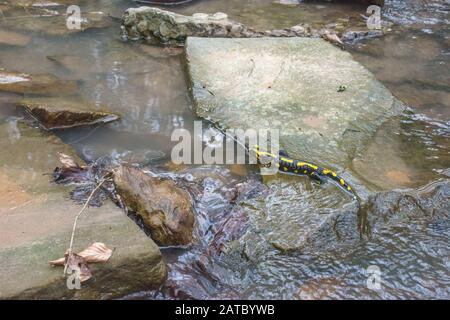 Feuersalamander (Salamandra salamandra) Fire Salamander • Baden-Württemberg; Deutschland Stockfoto