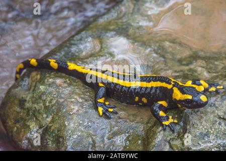 Feuersalamander (Salamandra salamandra) Fire Salamander • Baden-Württemberg; Deutschland Stockfoto