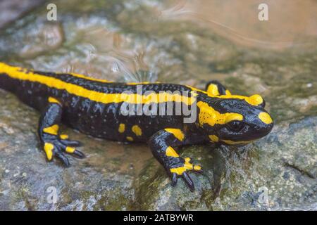 Feuersalamander (Salamandra salamandra) Fire Salamander • Baden-Württemberg; Deutschland Stockfoto