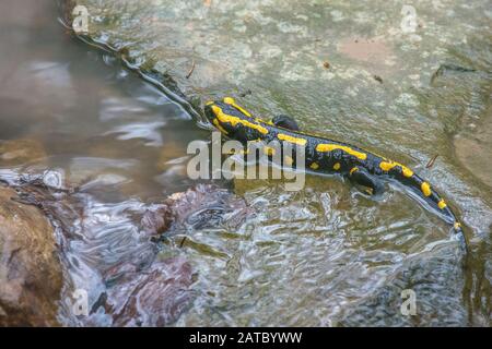 Feuersalamander (Salamandra salamandra) Fire Salamander • Baden-Württemberg; Deutschland Stockfoto