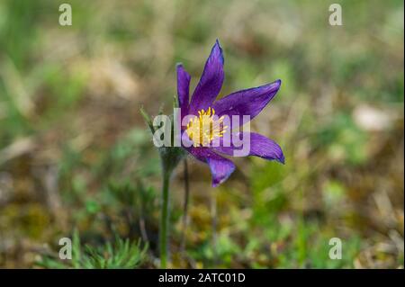 Gemeine Küchenschelle (Pulsatilla vulgaris) Pasque Flower • Baden-Württemberg; Deutschland Stockfoto