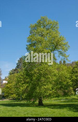 Baum im Stadtpark Schwäbisch Hall • Baden-Württemberg, Deutschland Stockfoto