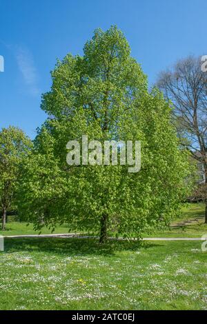 Baum im Stadtpark Schwäbisch Hall • Baden-Württemberg, Deutschland Stockfoto