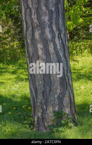 Baum im Stadtpark Schwäbisch Hall • Baden-Württemberg, Deutschland Stockfoto