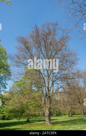 Baum im Stadtpark Schwäbisch Hall • Baden-Württemberg, Deutschland Stockfoto