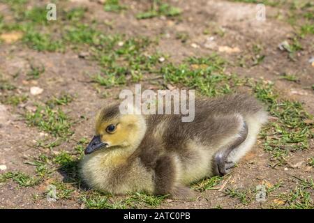 Kanadagans, Gössel (Branta canadensis) Canada Goose • Baden-Württemberg; Deutschland Stockfoto