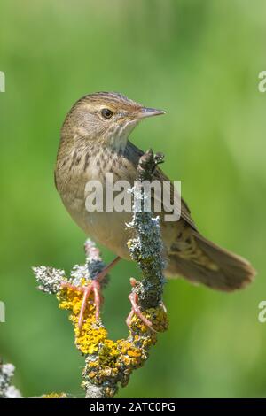 Feldschwirl (Locustella naevia) Gemeinsamer Graskopper-Spieler • Bayern, Deutschland Stockfoto