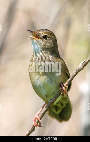 Feldschwirl (Locustella naevia) Gemeinsamer Graskopper-Spieler • Bayern, Deutschland Stockfoto