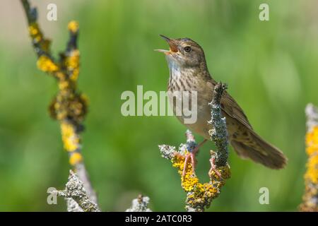 Feldschwirl (Locustella naevia) Gemeinsamer Graskopper-Spieler • Bayern, Deutschland Stockfoto