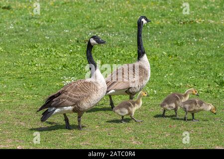 Kanadagans (Branta canadensis) Canada Goose • Baden-Württemberg; Deutschland Stockfoto