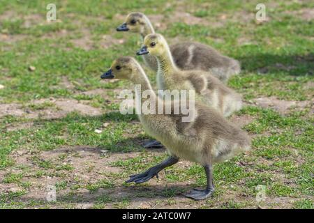 Kanadagans, Gössel (Branta canadensis) Canada Goose • Baden-Württemberg; Deutschland Stockfoto