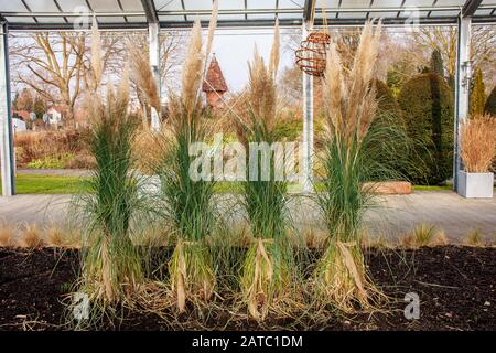 Amerikanisches Pampasgras (Cortaderia selloana) • Ldkr. Donau-Ries, Schwaben, Bayern, Deutschland Stockfoto