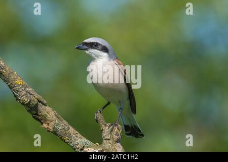 Neuntöter, Männchen (Lanius collurio) Würger mit roter Unterstützung, männlich • Baden- Württemberg Deutschland Stockfoto