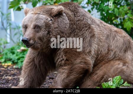 Europäischer Braunbär (Ursus arctos) auf dem Gelände des Markischen Museums aufbewahrt Stockfoto